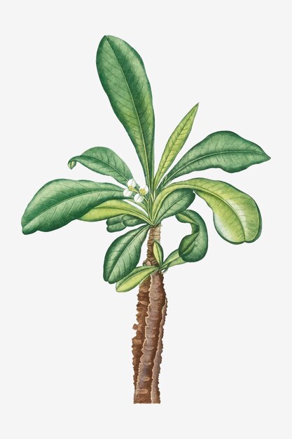 Vector de Euphorbia Lophogona de la vendimia