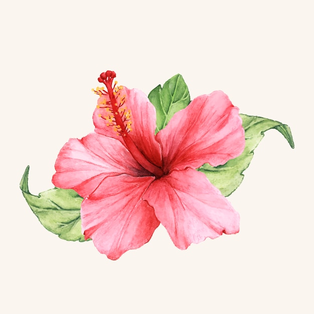 Vector de flor dibujada a mano aislada