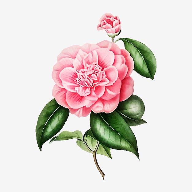 Vector de flor de rosa de camelia rosa