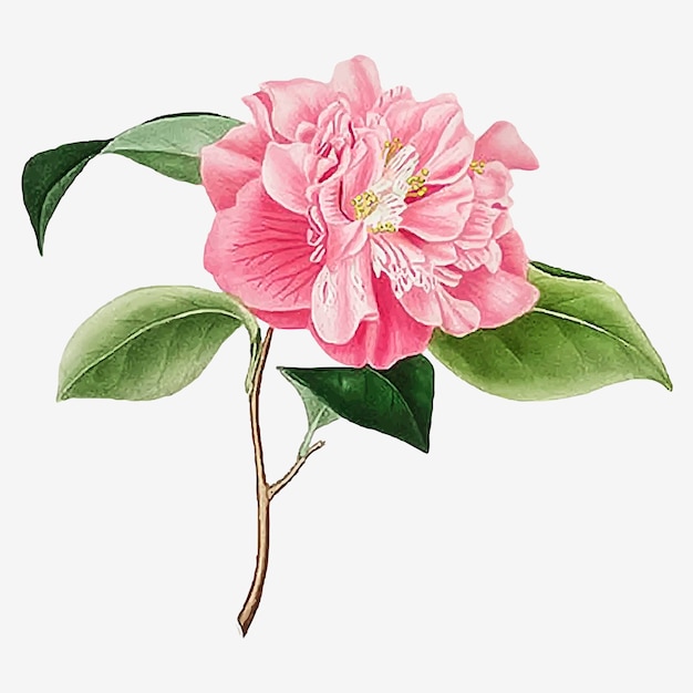 Vector de flor de rosa de camelia rosa