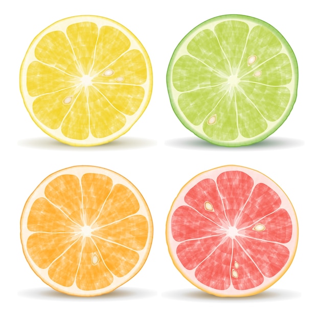 Vector gratuito vector de frutas cítricas: naranja, lima, pomelo y limón