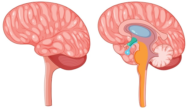 Vector gratuito vector de hipotálamo cerebral y glándula pituitaria