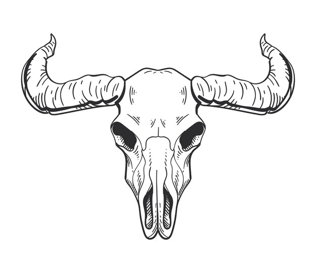 Vector de icono aislado de cráneo de toro boho