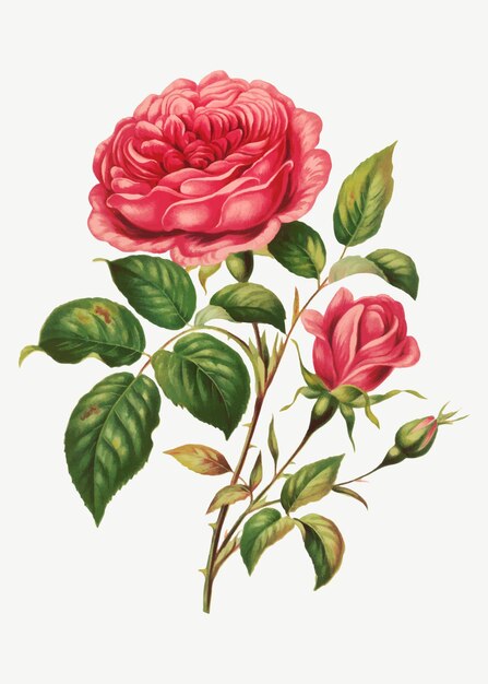 Vector de ilustración botánica de flor rosa vintage, remix de obras de arte de L.Prang & Co.