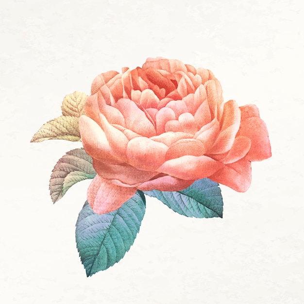 Vector de ilustración estética de flores, remezclado de imágenes de dominio público vintage