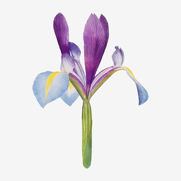 Vector de ilustración de flor de Iris vintage