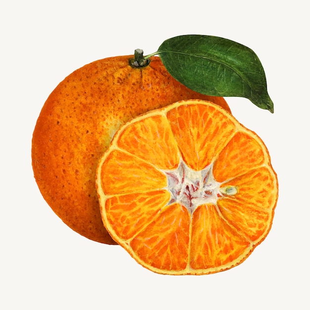 Vector de ilustración de naranjas vintage