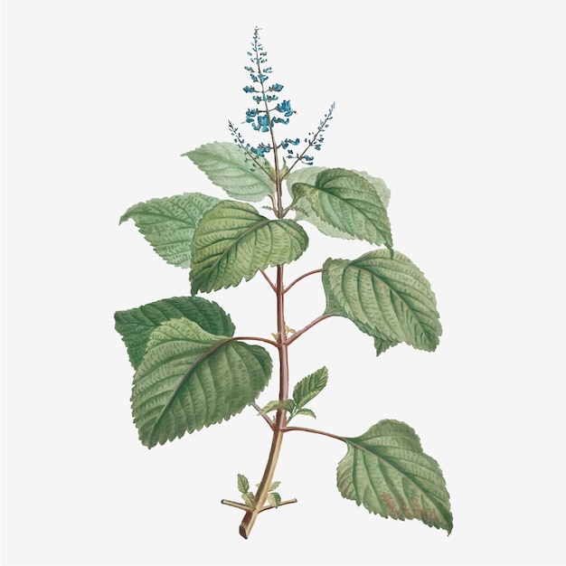 Vector de Plectranthus Fruticosus