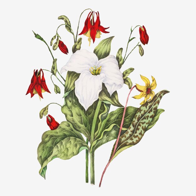 Vector de ramo de flores de lengua de víboras amarillas, trillium blanco grande y columbina salvaje