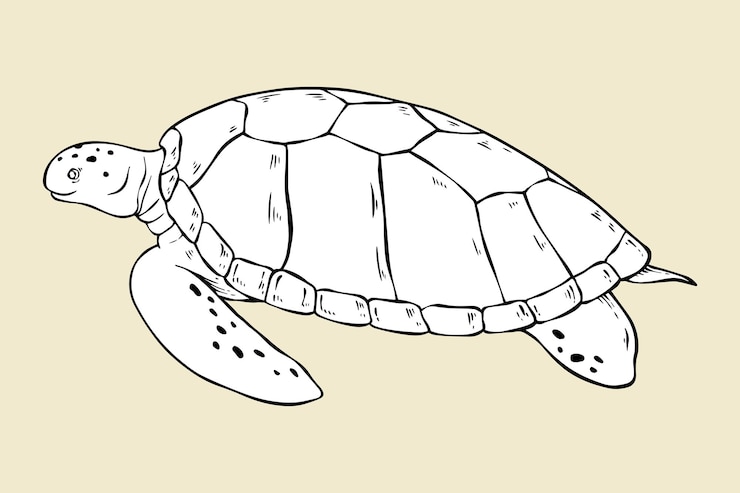 Vector gratuito vector tortuga vintage blanco y negro clipart