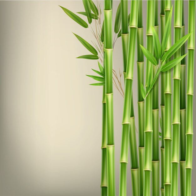 Vector verde bambú tallos y hojas aisladas sobre fondo beige con espacio de copia