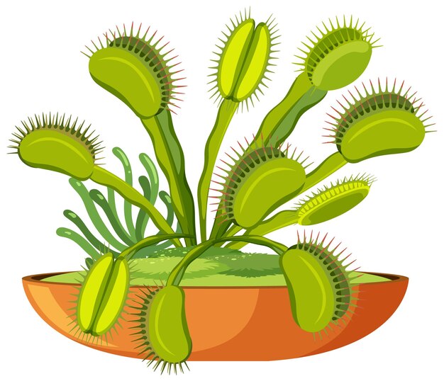 Venus atrapamoscas planta carnívora e insectos