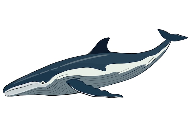 Vector gratuito la vida marina de las ballenas tropicales