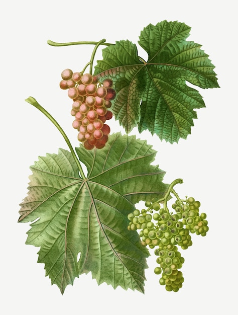 Vides de uva