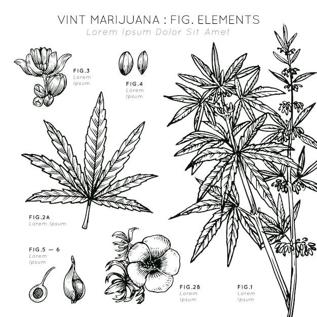 Vint marihuana elementos planta dibujada a mano