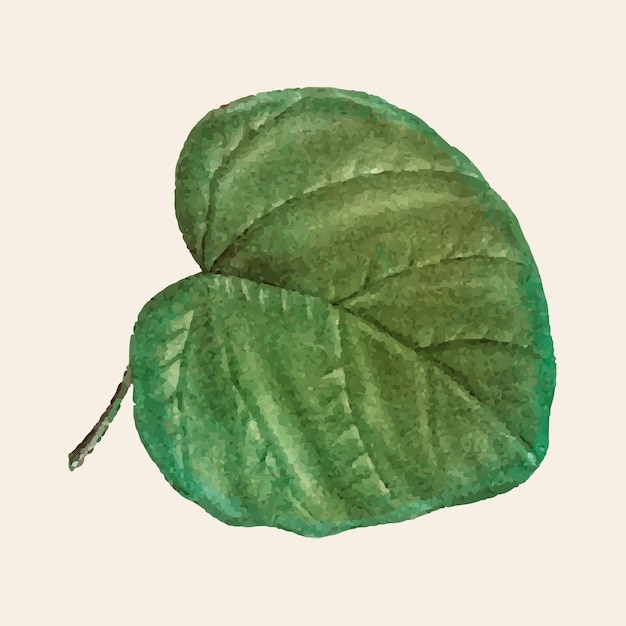 Vintage catalpa cordifolia hoja vector dibujado a mano botánico