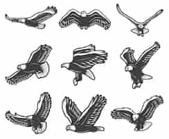 Vector gratuito vintage hermoso conjunto de águilas voladoras
