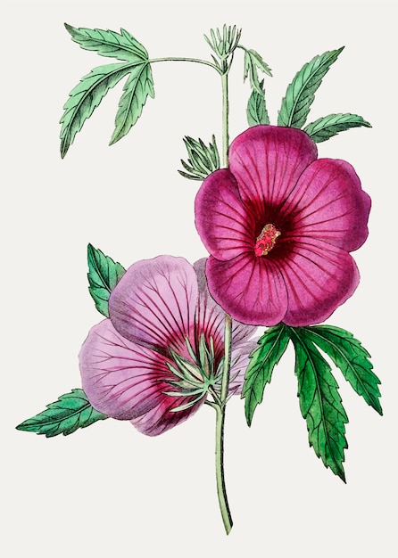 Vintage Mr.Lindley&#39;s hibiscus para decoración