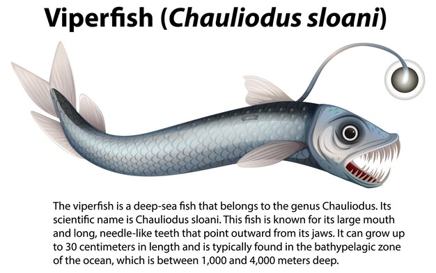 Viperfish Chauliodus sloani con texto informativo