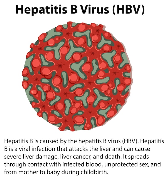 Vector gratuito virus de la hepatitis b vhb con explicación