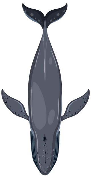 Vista de arriba de una ballena azul