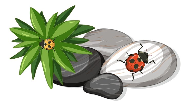 Vector gratuito vista superior de la mariquita en la hoja de piedras aislada