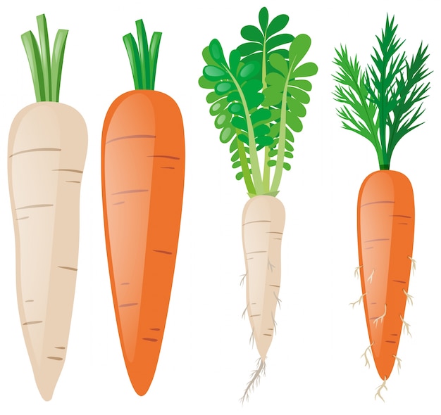 Vector gratuito zanahorias en diferentes formas