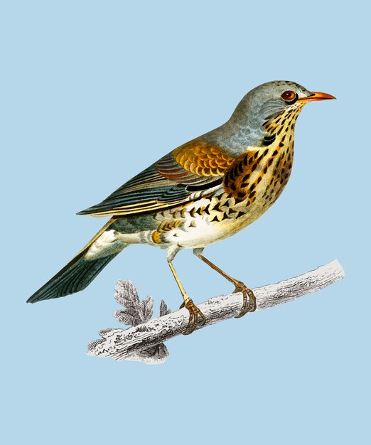 Zorzal de la roca (Turdus Saxatilis) ilustrado por Charles Dessalines D&#39;Orbigny (1806-1876).
