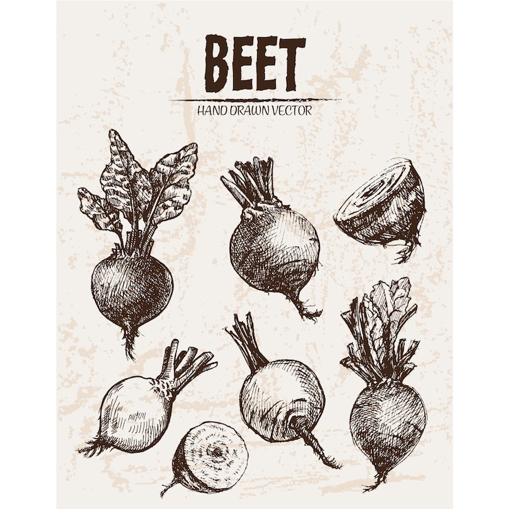 Miễn phí Vector hand drawn beet collection