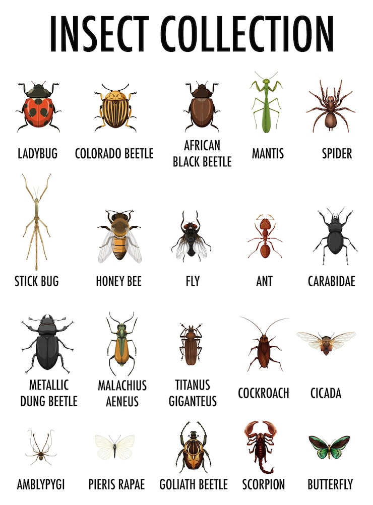 Miễn phí Vector insect collection isolated on white background