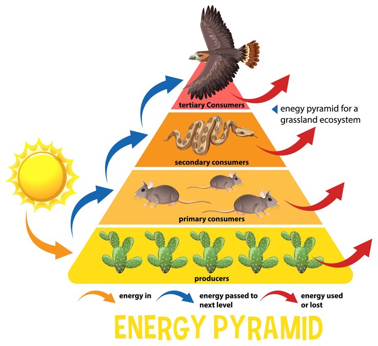 Miễn phí Vector science simplified ecological pyramid