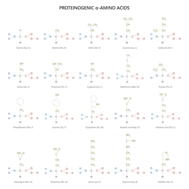 Vector 20 aminoácidos proteinogénicos fórmulas estructurales