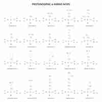 Vector 20 aminoácidos proteinogénicos fórmulas estructurales