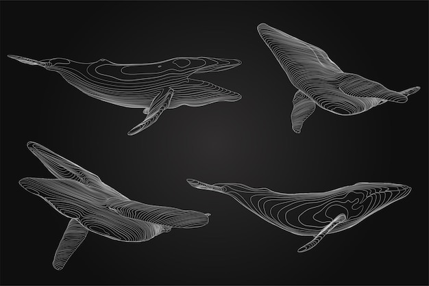 3d vector set océano protección gran ballena azul