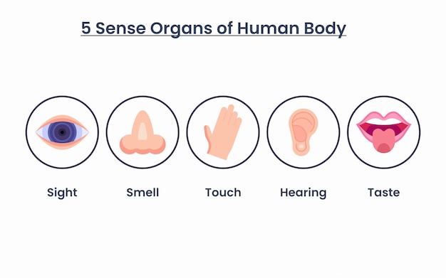 5 órganos de los sentidos del cuerpo humano anatomía órganos humanos