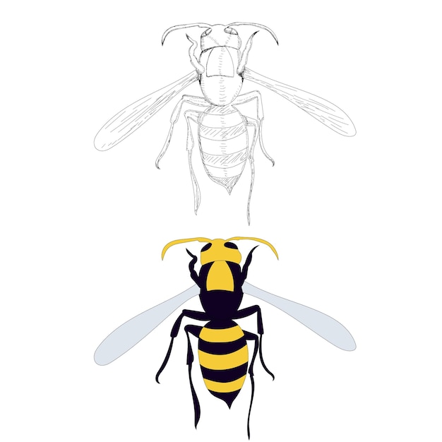 Abeja avispa aislada vectorial sobre un fondo blanco con dibujo