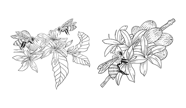 Vector abeja con conjunto de plantillas de ilustraciones dibujadas a mano de árbol de café