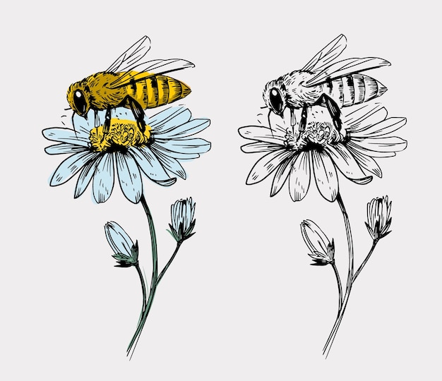 Abeja en una ilustración de boceto vectorial de flor con contorno negro dibujado a mano