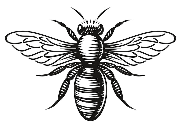 Una abeja de miel en blanco y negro en estilo de grabado sobre fondo blanco.