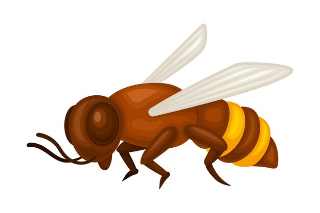 Vector la abeja con rayas amarillas y alas ilustración vectorial