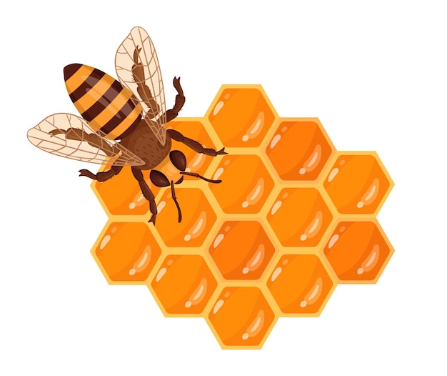Abeja sentada en panal Panal de dibujos animados con miel dulce derretida artesanía y apicultura Abeja linda con ilustración de vector plano de miel