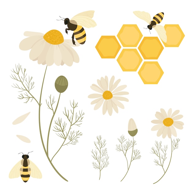 Abejas y flores de manzanilla. Salvar a las abejas