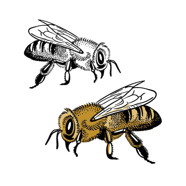 Vector abejas de miel aisladas