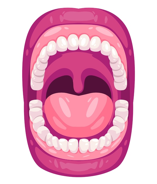 Abierta boca mandíbula vista frontal de las encías y los dientes ilustración de dibujo ortodóncico