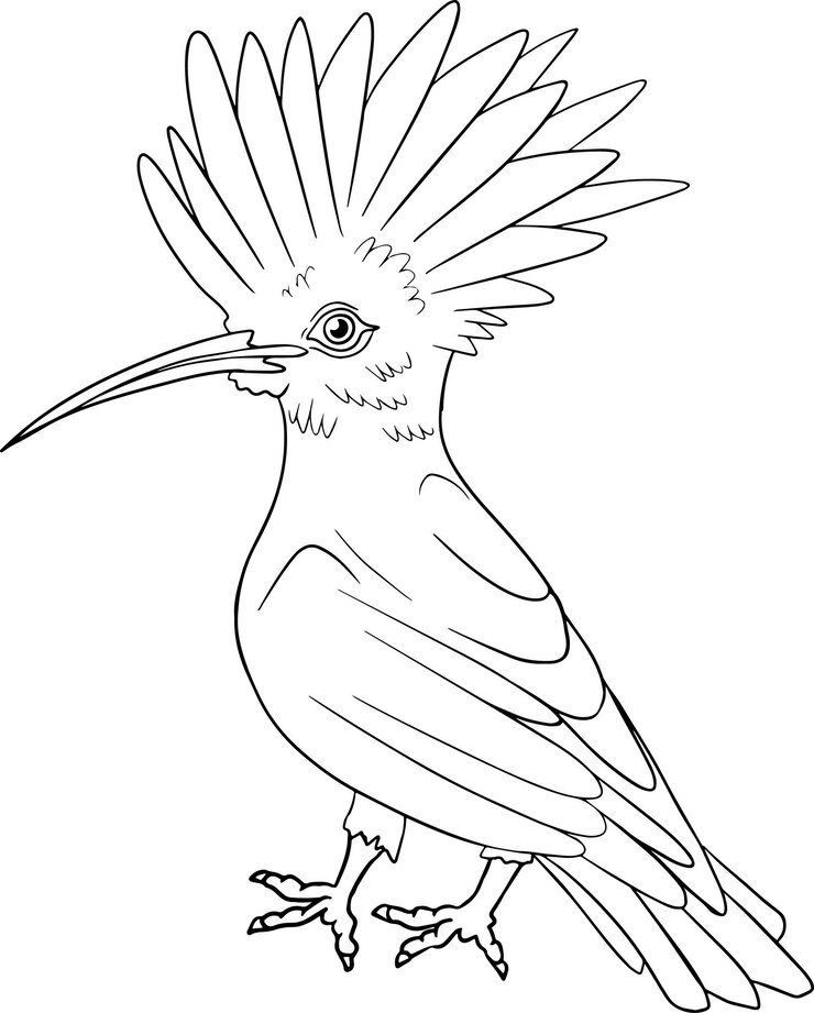 Vector abubilla. dibujo vectorial de pájaro dibujado a mano. arte de animales lineales.