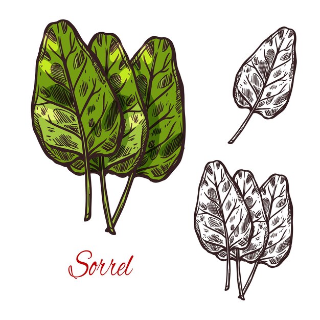 Acedera vegetal especia hierba vector dibujo icono