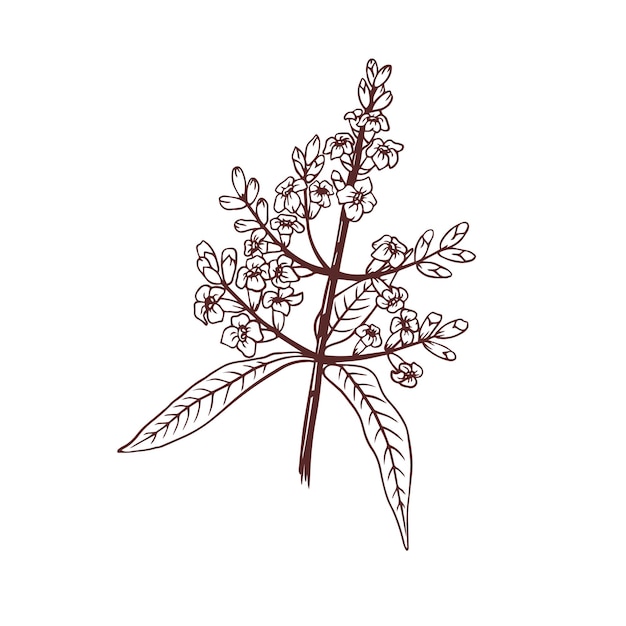 Aceite de hierba de té de ilustración dibujada a mano de verbena de limón
