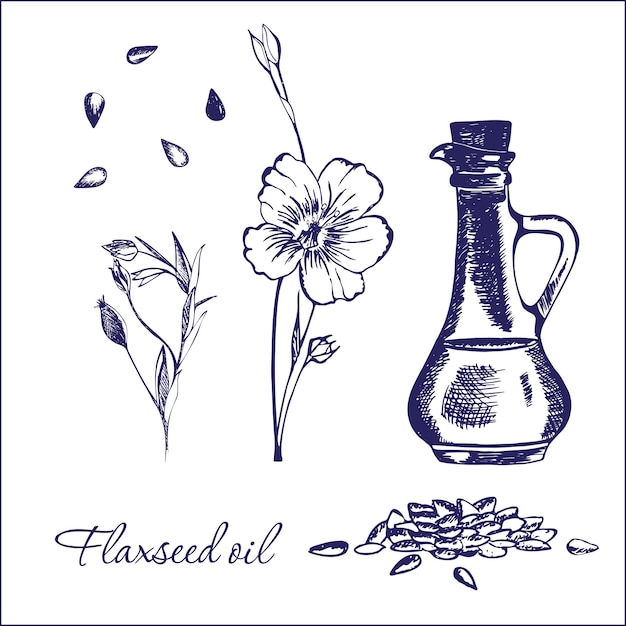 Aceite de linaza. Ilustración hecha a mano de un frasco con aceite de linaza, flor de lino y semillas de lino.