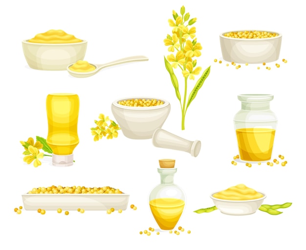Aceite de semillas de mostaza amarilla en frasco de vidrio y conjunto vectorial de pasta o salsa