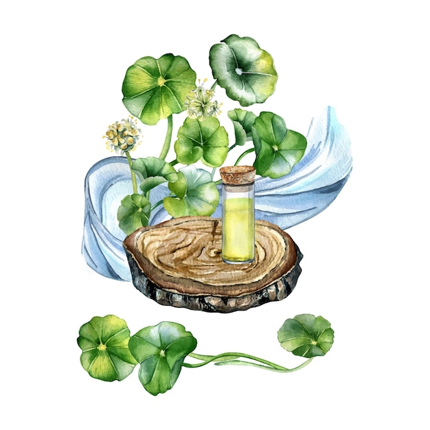 Aceites esenciales de Centella asiatica en soporte de madera ilustración acuarela aislado Pennywort